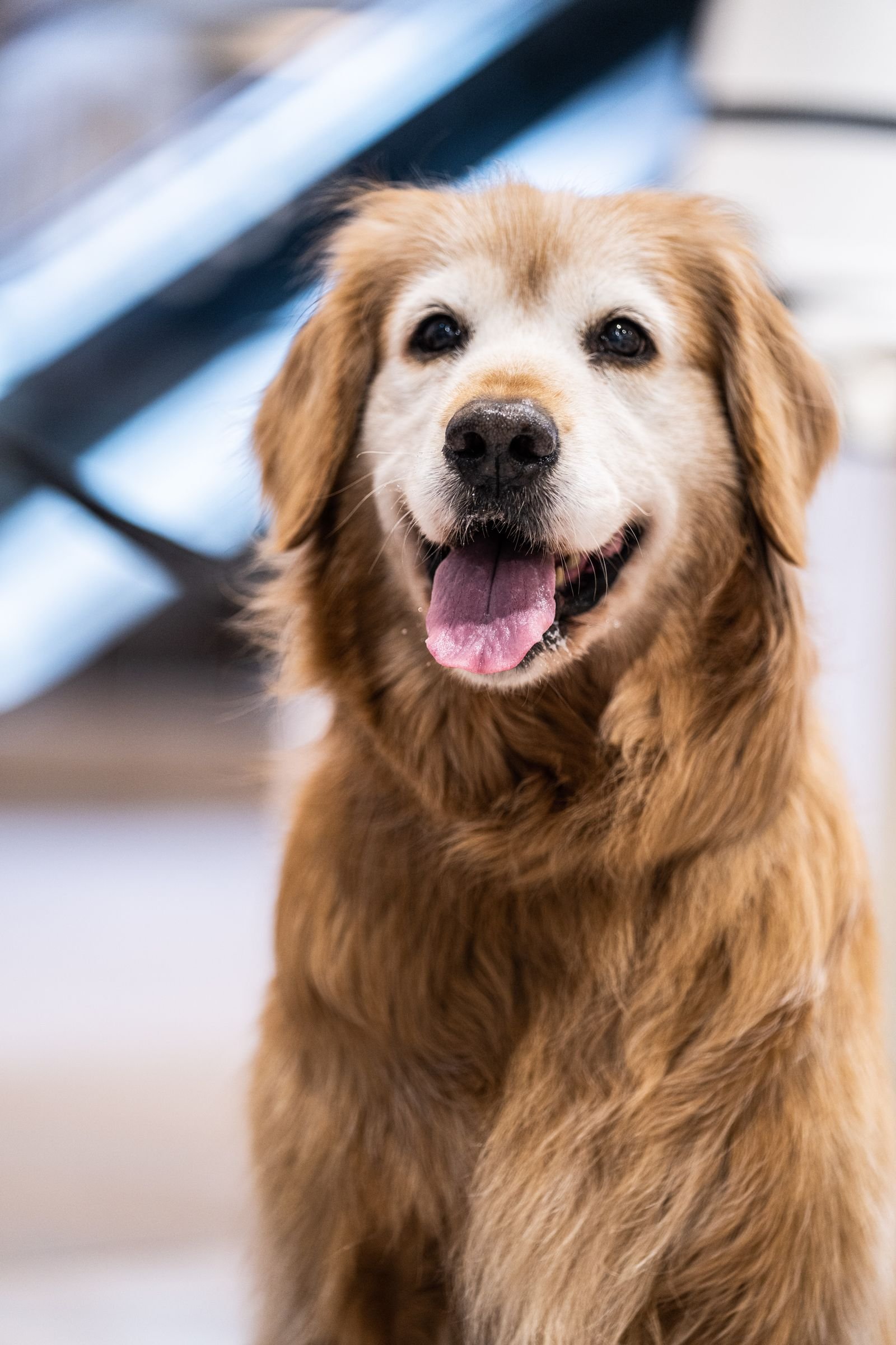 Golden retriever sorridente em fotografia real